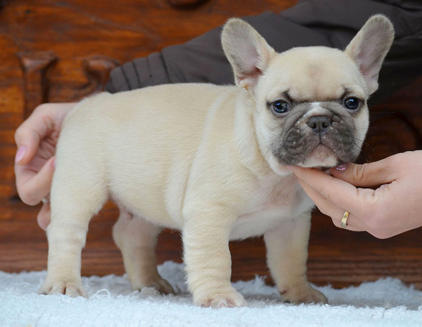 Where To Buy A French Bulldog Puppy In New York? Frenchie