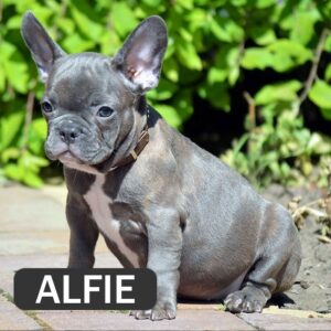 ALFIE - French Bulldog Breed