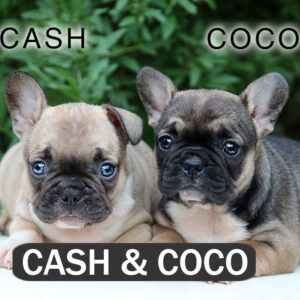 CASH & COCO - French Bulldog Breed
