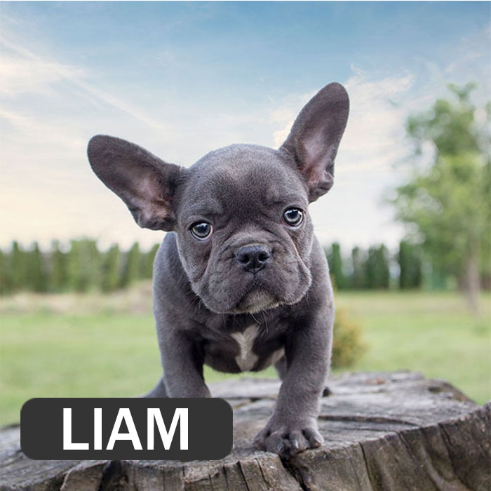 Sold Liam French Bulldog Breed