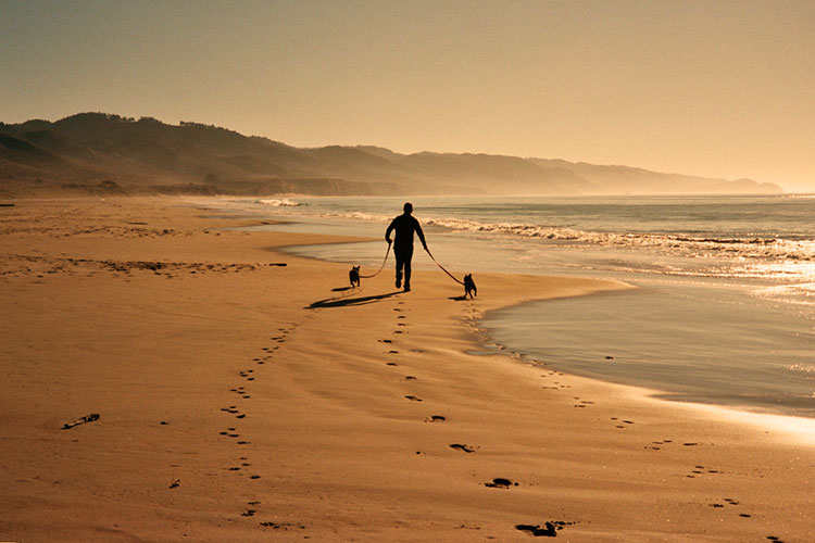 French Bulldogs and swimming 2