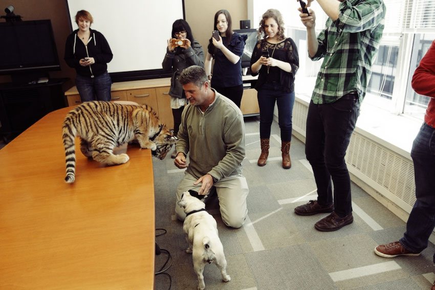 Baby Tiger Playing With A French Bulldog 3