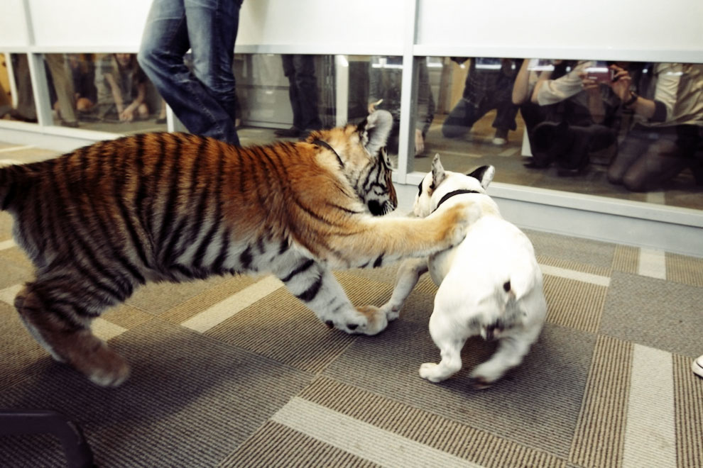 Baby Tiger Playing With A French Bulldog 4