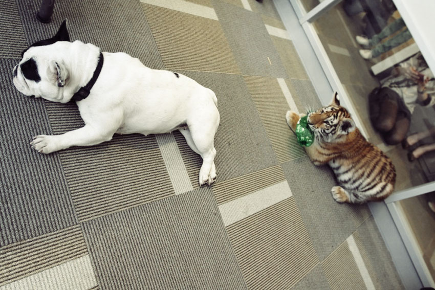 Baby Tiger Playing With A French Bulldog 7
