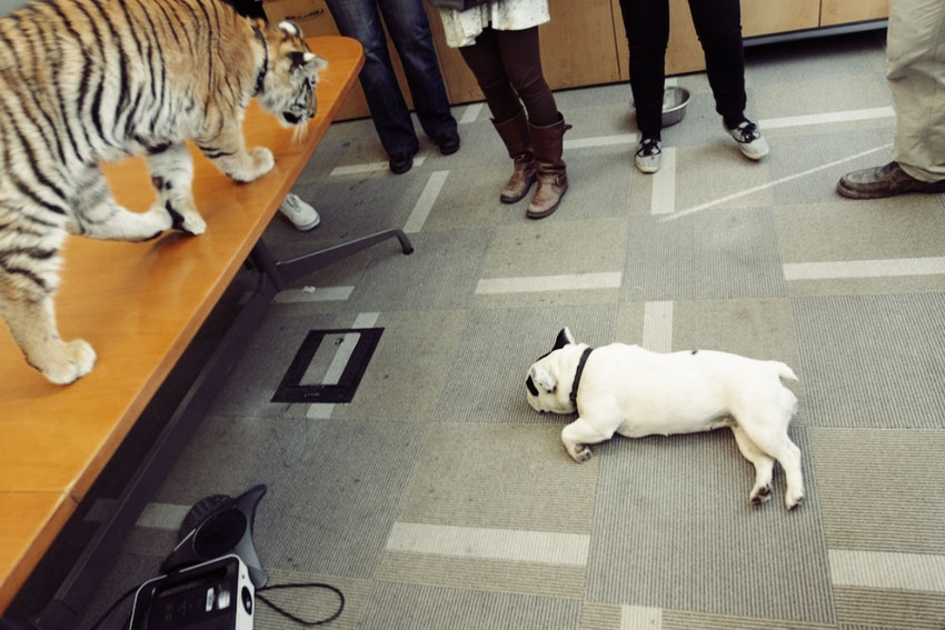 Baby Tiger Playing With A French Bulldog 9