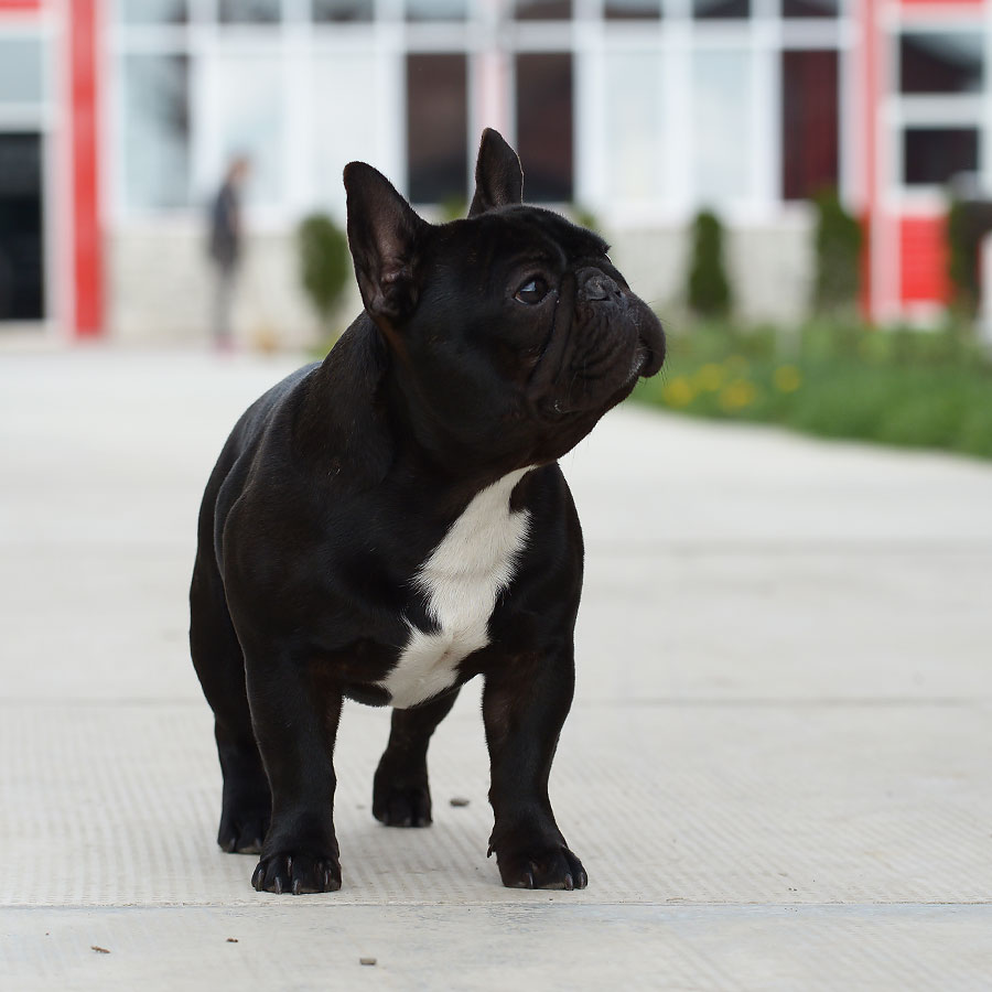 Abacus Black Devil x Lucy Liu upcoming litter 2