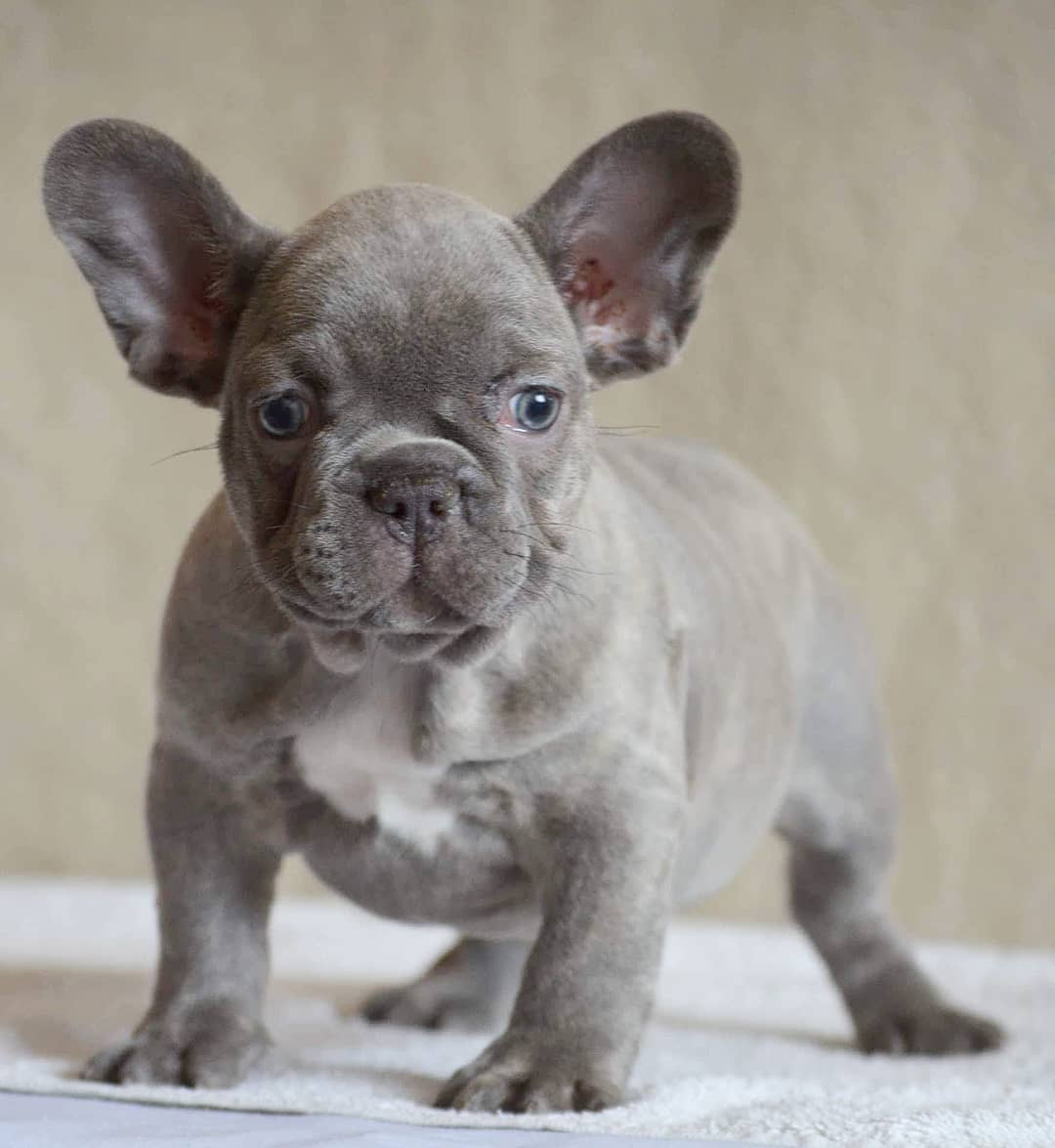 Lilac French BulldogWhat Do You Need To Know? French