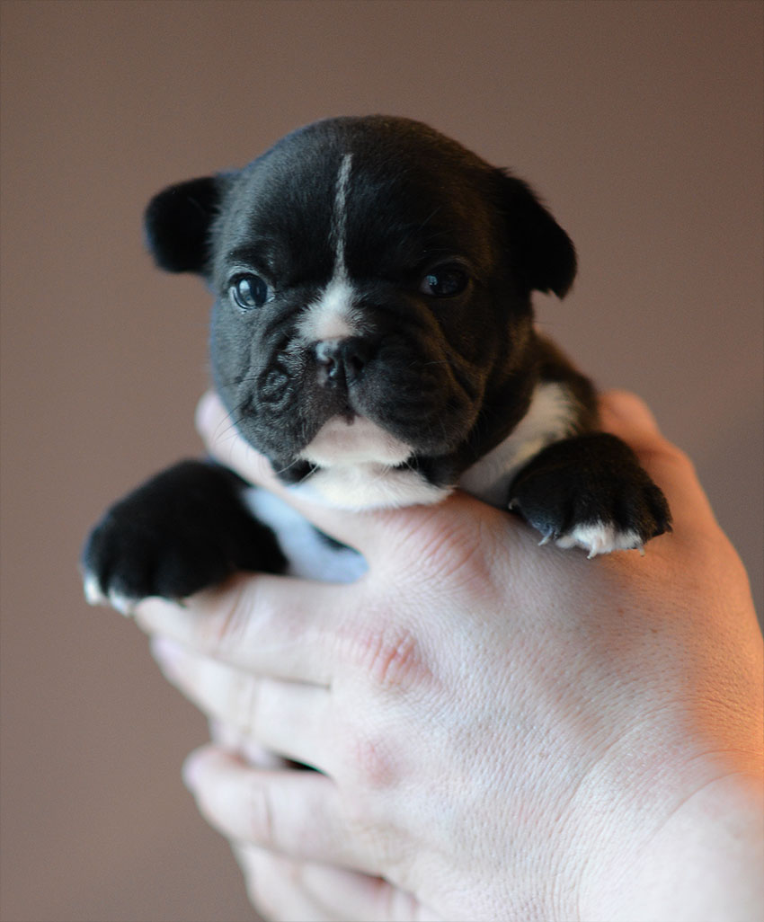 Guido x Crystal Ball litter 2