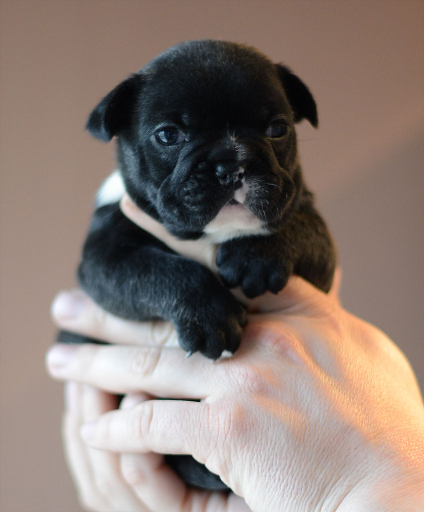 Guido x Crystal Ball litter 3