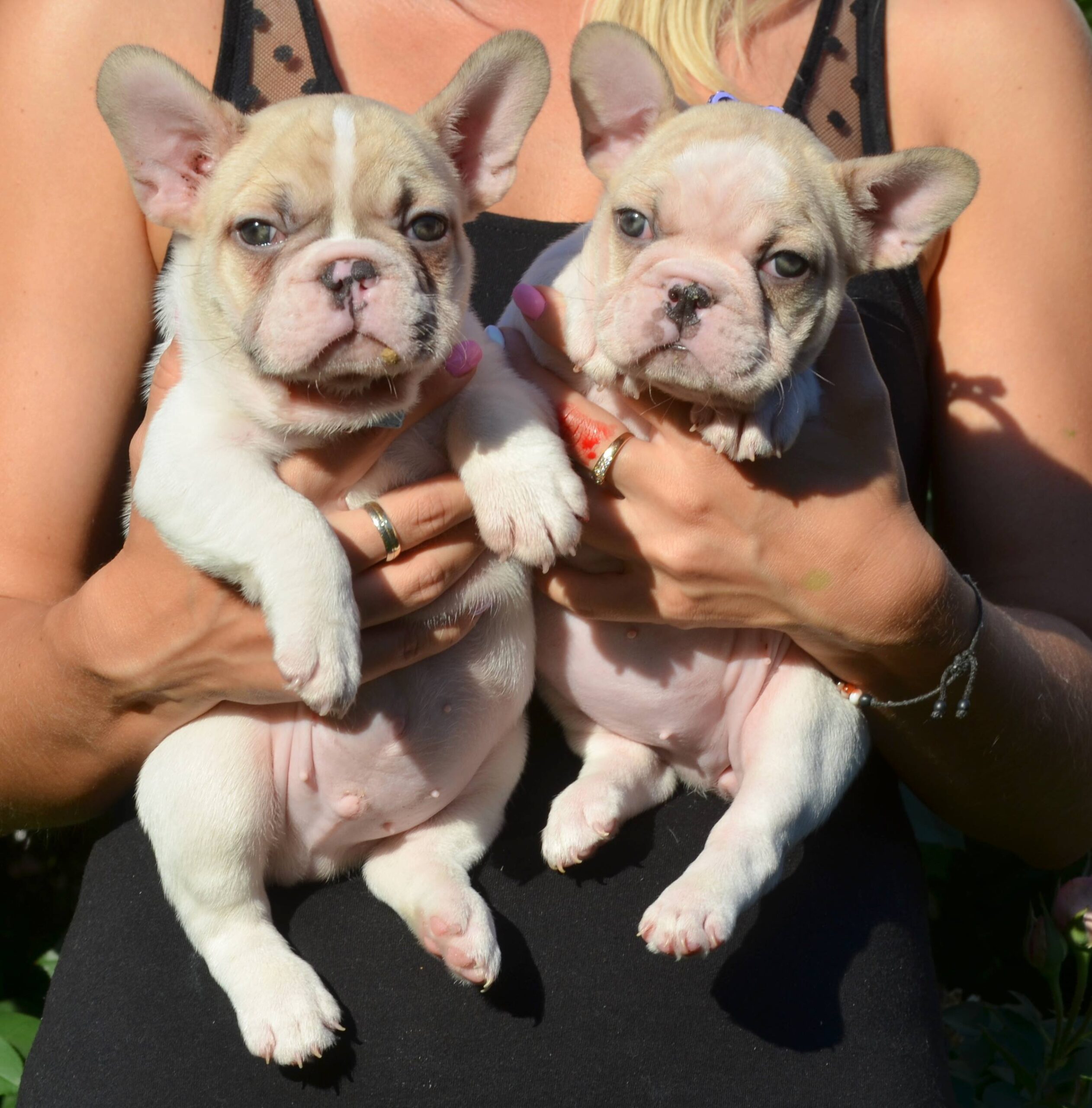 how long do french bulldog puppies live