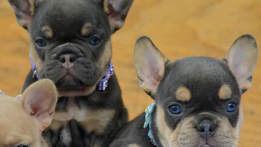micro french bulldog puppies