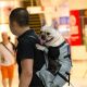 french bulldog backpack carrier