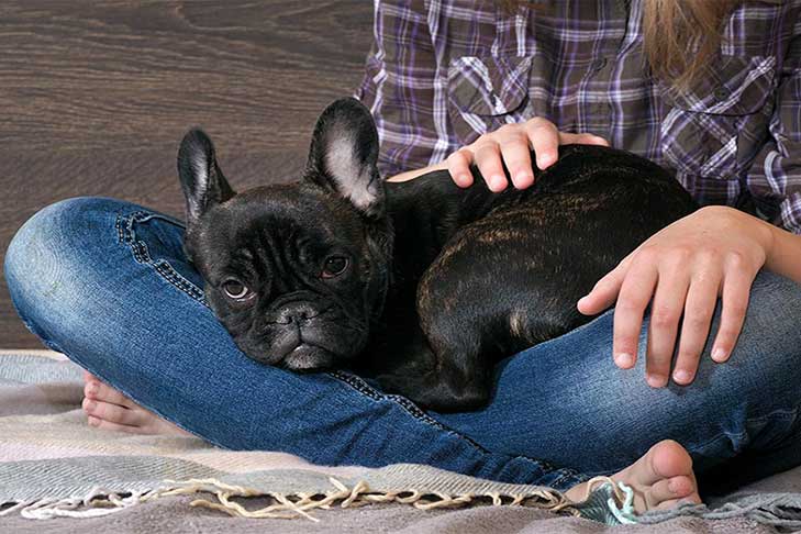 French Bulldog Crate Training- The Best Tips and Tricks