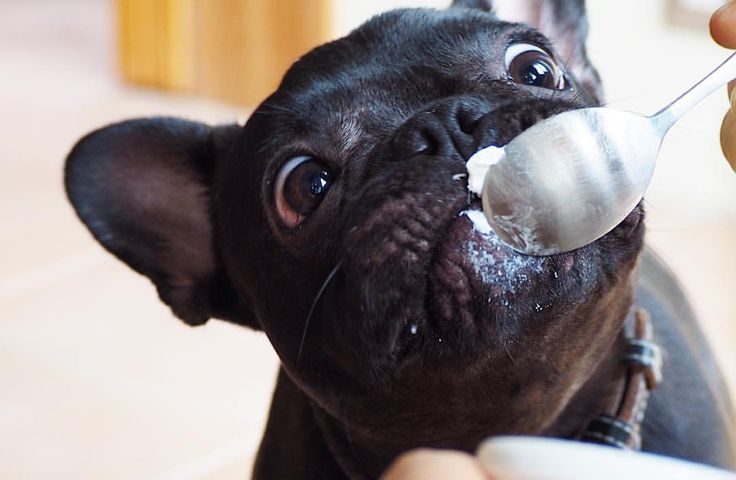allergies in french bulldogs