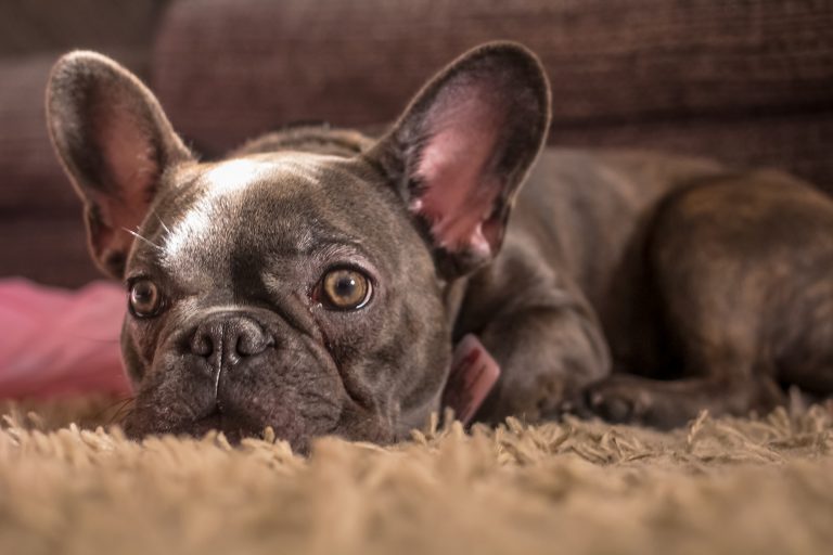 Do French Bulldogs Get Cold At Night? French Bulldog Breed