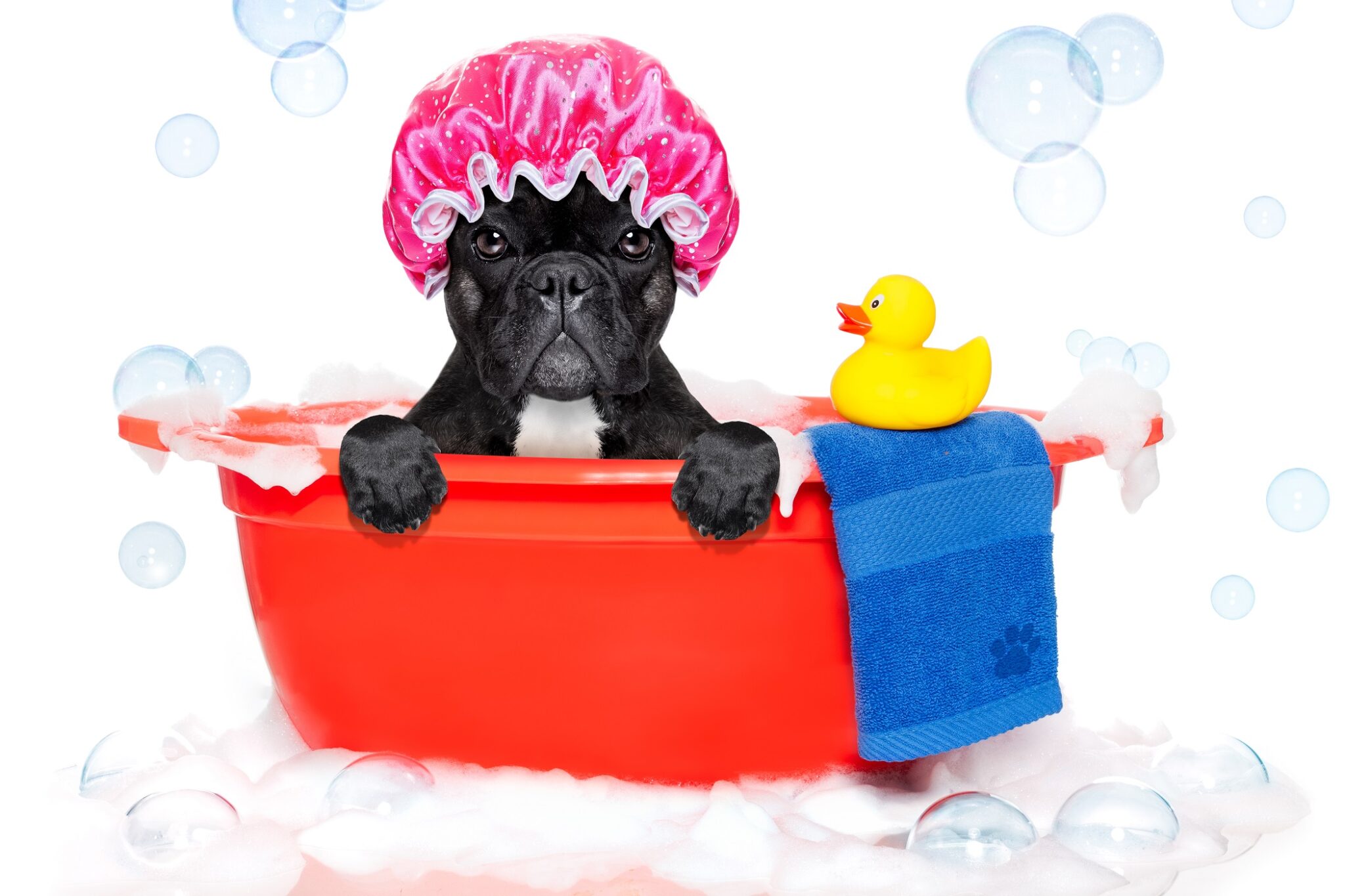 How To Bathe A French Bulldog? - French Bulldog Breed Essentials: Shop ...