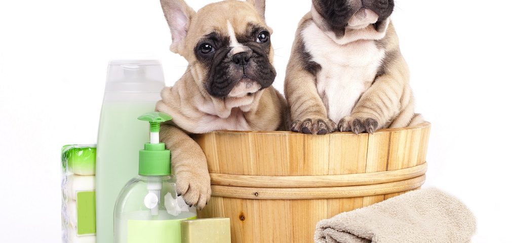 best shampoo for french bulldog puppy