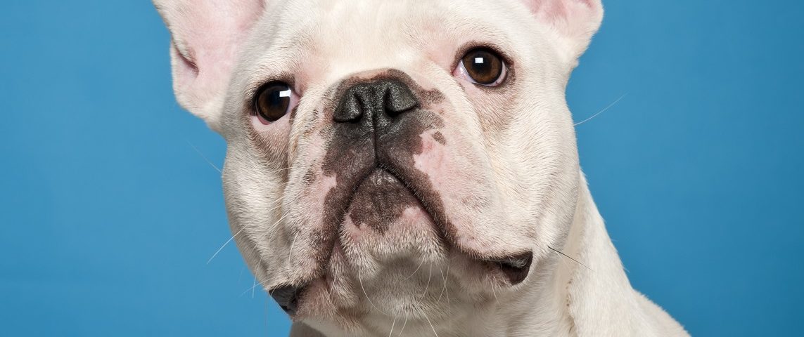 dry eye syndrome in french bulldogs