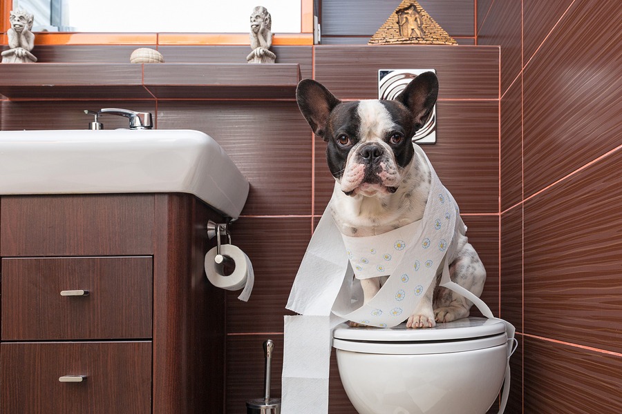 french bulldogs poop