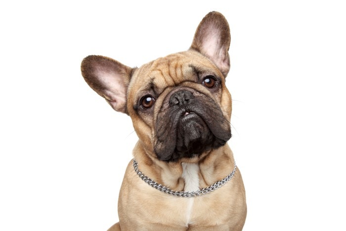 french bulldog ear cleaner