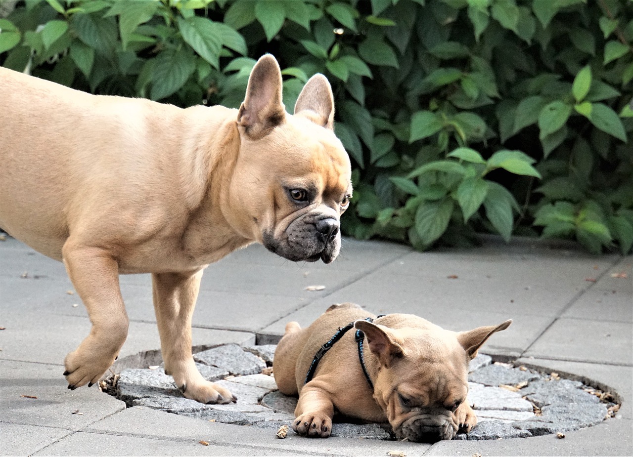 introducing a frenchie to a new pet
