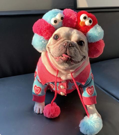 french bulldog sweaters