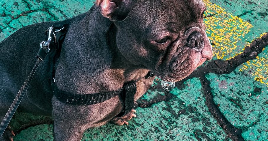 best frenchie harness