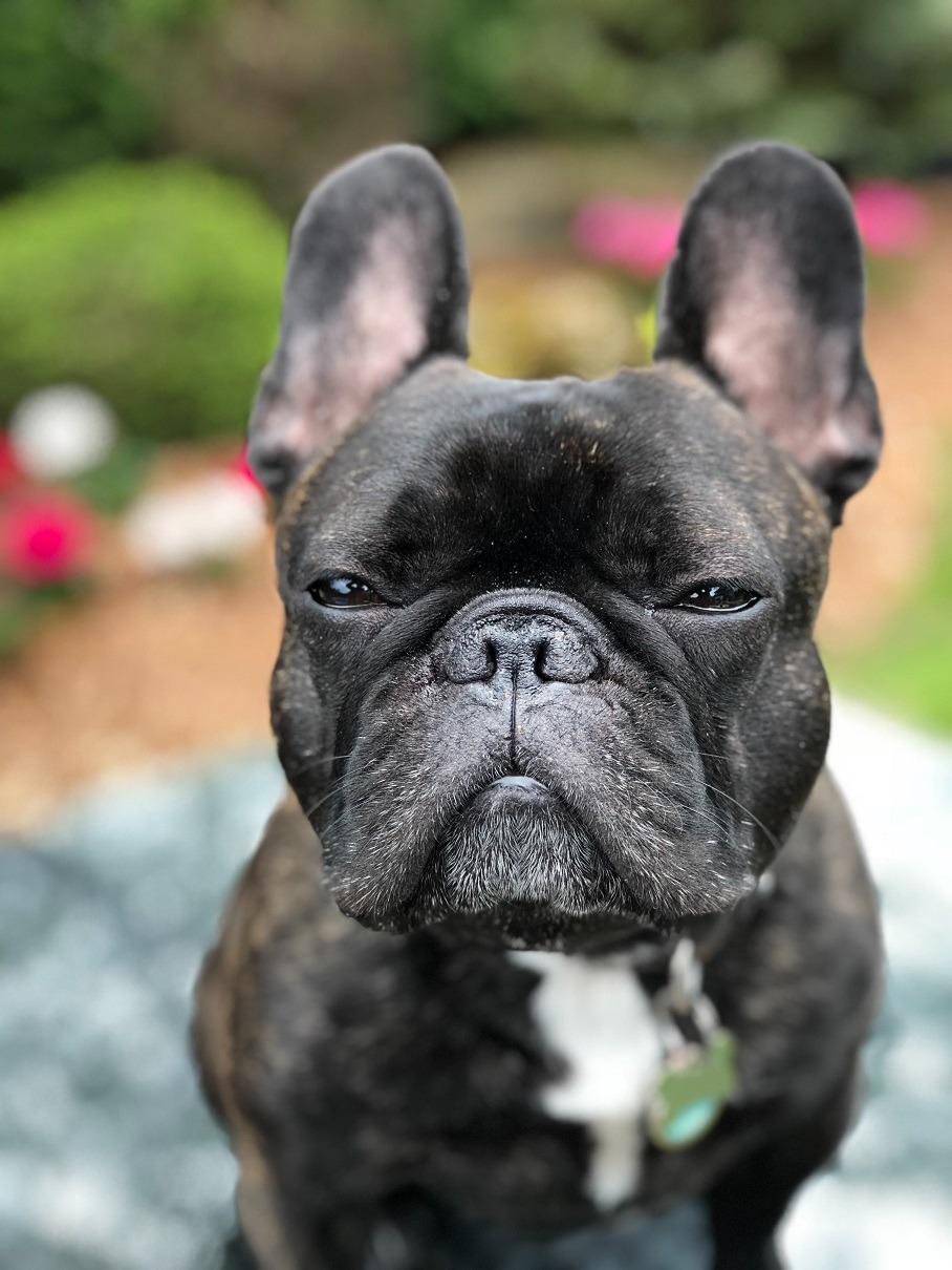 What Do You Need To Know About The French Bulldog Lifespan