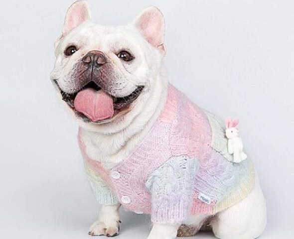 frenchie jumpers