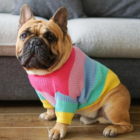 french bulldog sweaters