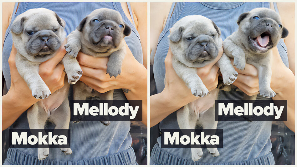 Lilac French bulldog puppy for sale - girls Mokka and Mellody