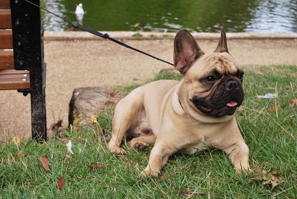 How to protect a French bulldog against ticks and fleas
