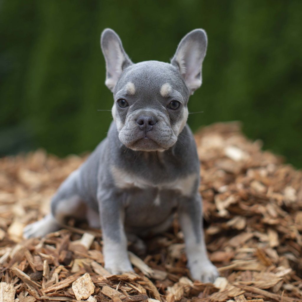 Lilac French BulldogWhat Do You Need To Know? French