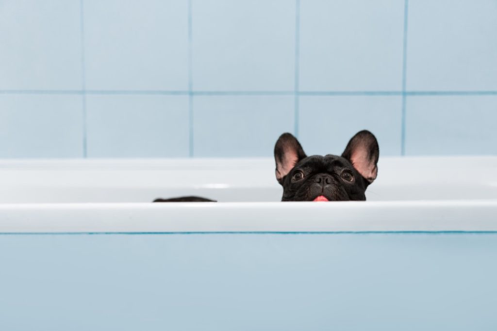 How Often To Bathe A French Bulldog? French Bulldog Breed
