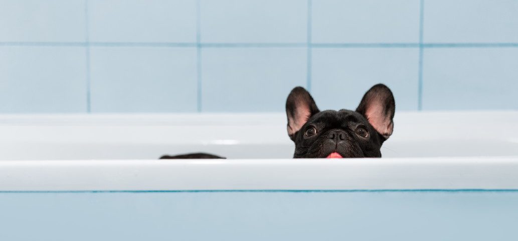 best shampoo for french bulldog puppy