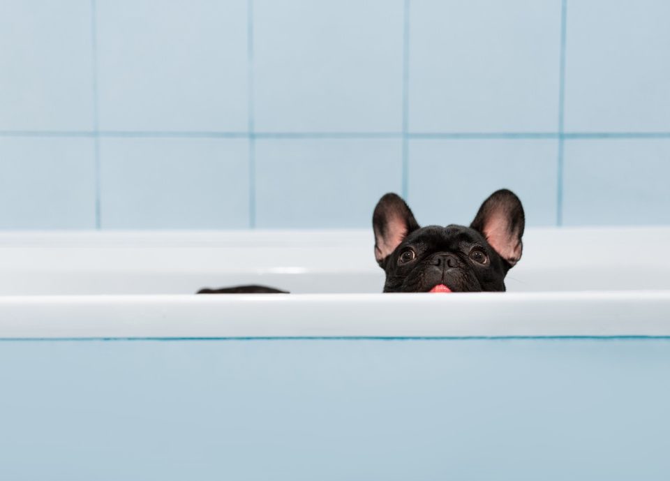 how often to bathe a french bulldog