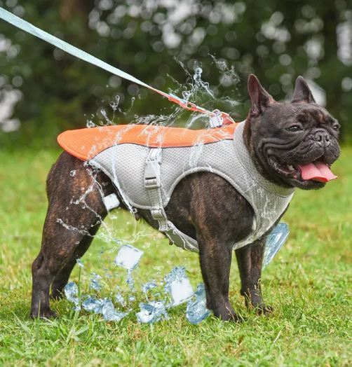 travel with a frenchie