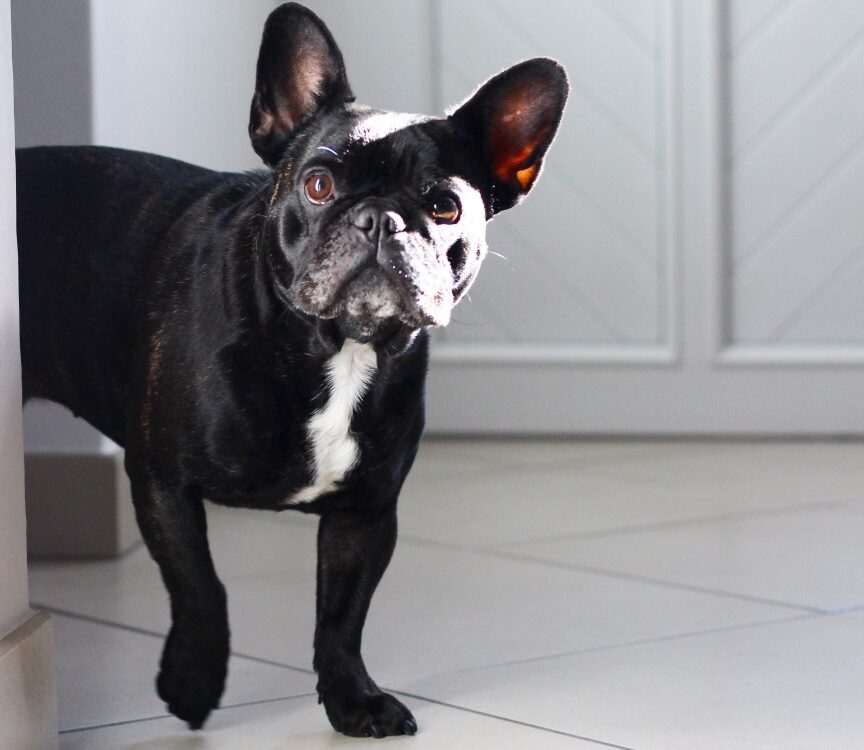 Can French Bulldogs Wear Collars? French Bulldog Breed