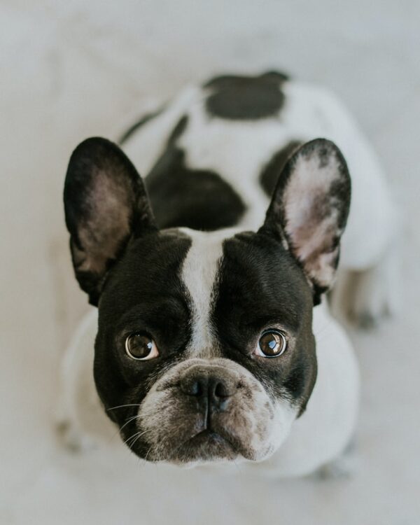 French Bulldog Cherry Eye How To Treat It? French Bulldog Breed