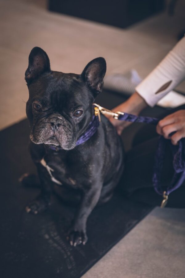 At What Age Should You Neuter A French Bulldog? French