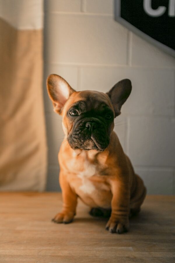 French Bulldog Hives The Causes and Treatment French
