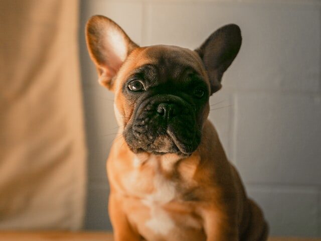 French Bulldog Hives The Causes and Treatment French