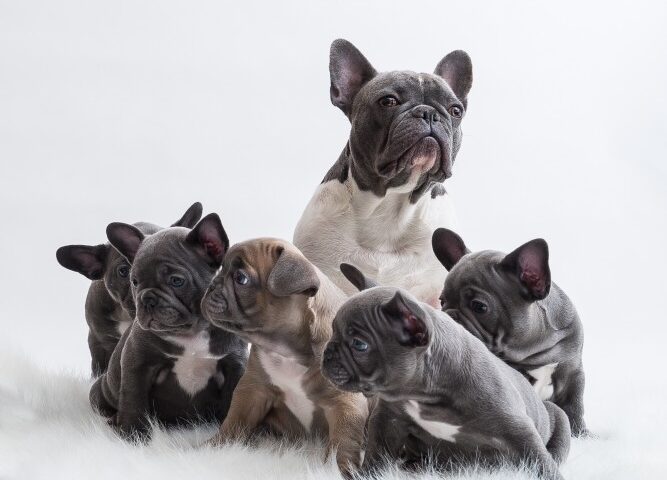 why you shouldn't buy a french bulldog