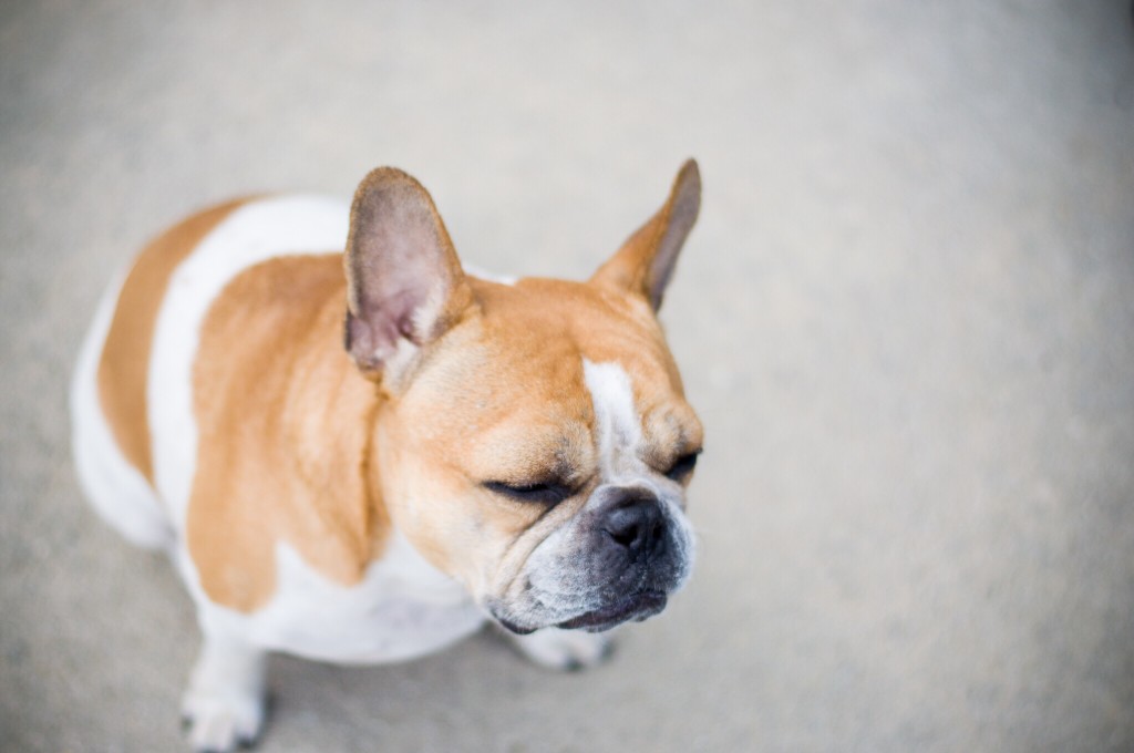 French Bulldog Eye Problems What Do You Need To Know