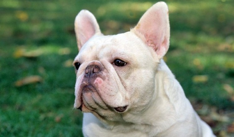 What Are The Causes of Your French Bulldog Hair Loss