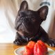 can french bulldogs eat strawberries