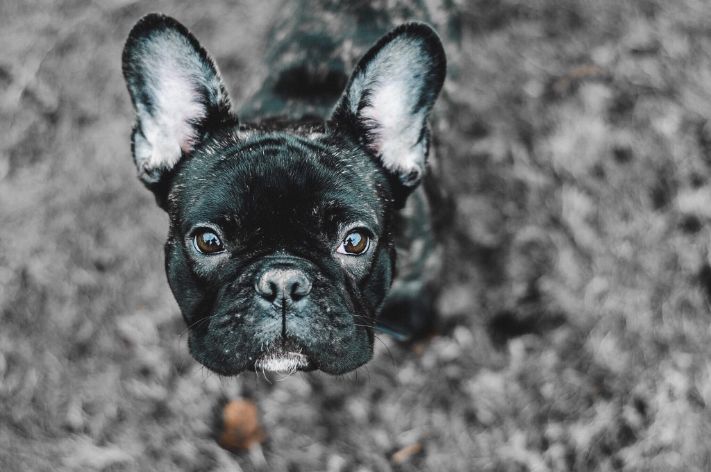 how much do french bulldogs cost