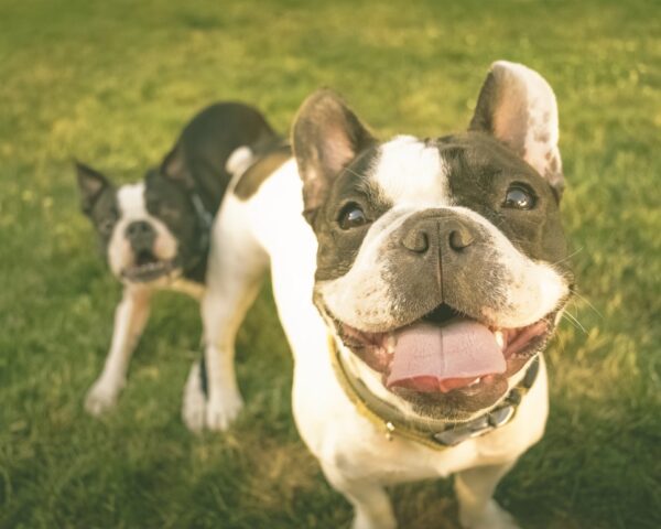 Can French Bulldogs Eat Eggs? French Bulldog Breed