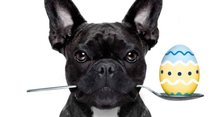 can french bulldogs eat eggs