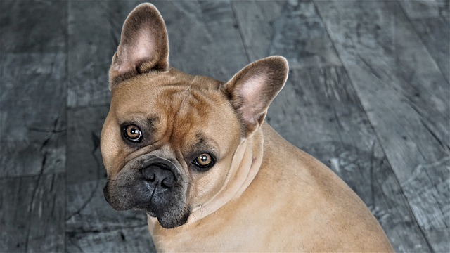 french bulldog yeast infection